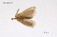 藏品(褐黃毒蛾)的圖片